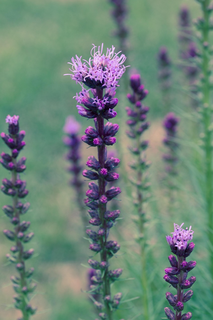 Blazing Star flower (Liatris spicata)